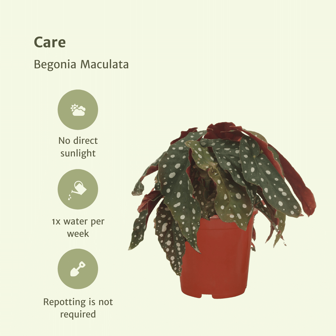 2x Begonia Maculata  - Blad Begonia - 20cm - ø12