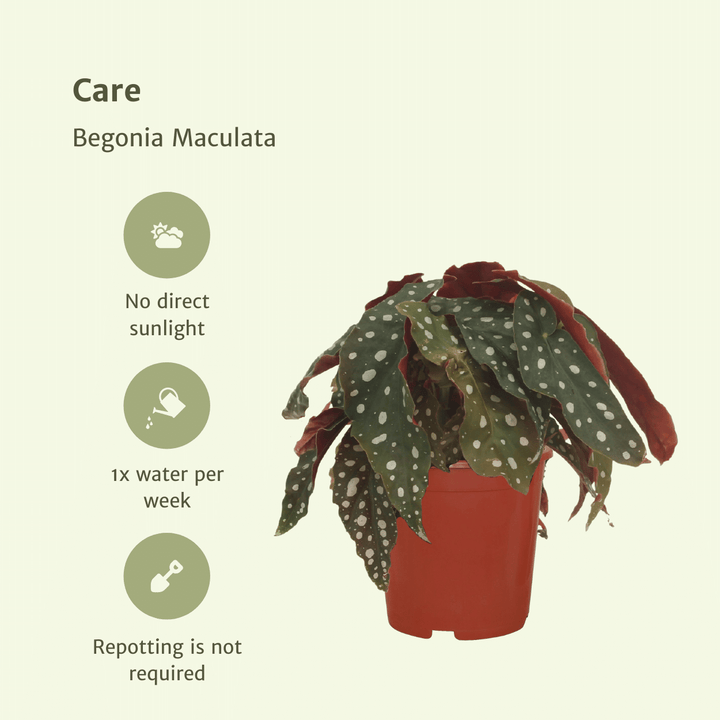 2x Begonia Maculata  - Blad Begonia - 20cm - ø12