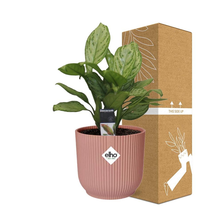 Aglaonema Christina in ELHO Vibes Fold 14cm roze