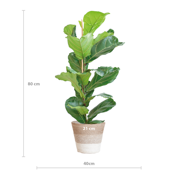Ficus Lyrata met Mand Lissabon wit - 80cm - Ø21