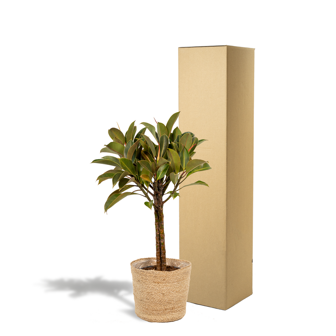 Ficus elastica Melany stam - ↨90cm - Ø21cm + Mand Selin