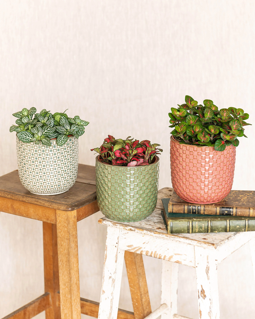 Fittonia