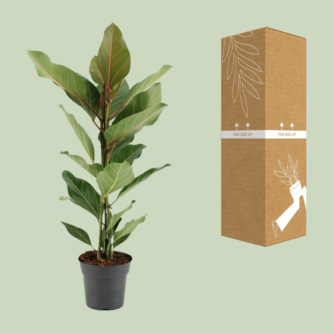 Ficus Benghalensis Joy - Ø17cm - ↕65cm