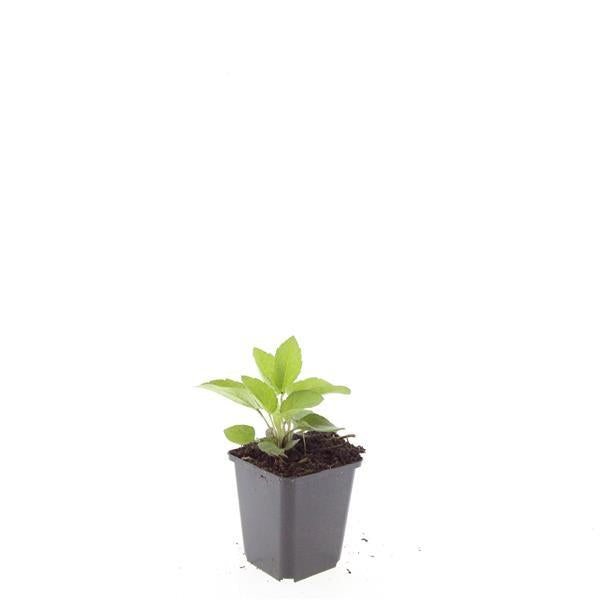 48x Rudbeckia fulgida 'Goldsturm' - ↕10-25cm - Ø9cm