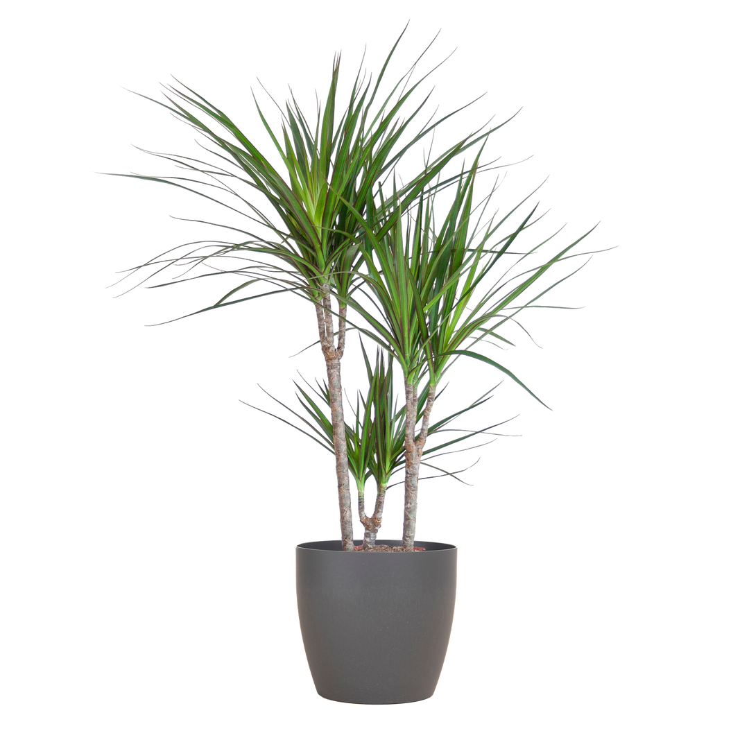 Dracaena Marginata met Viber pot grijs - 95cm - Ø21