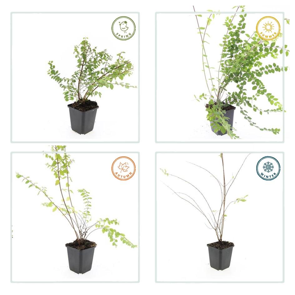 24x Symphoricarpos ch. 'Hancock' - ↕10-25cm - Ø9cm