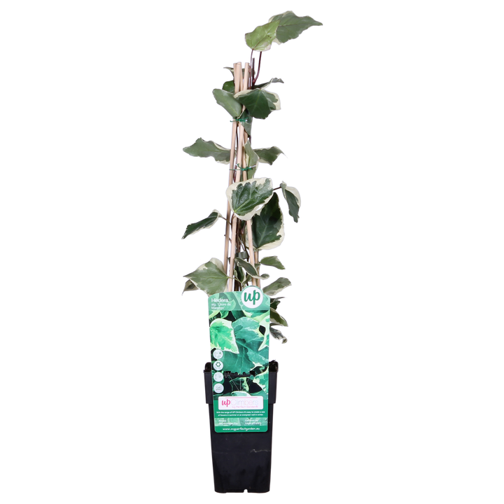 Hedera algeriensis 'Gloire de Maren' - Ø15cm - ↕65cm