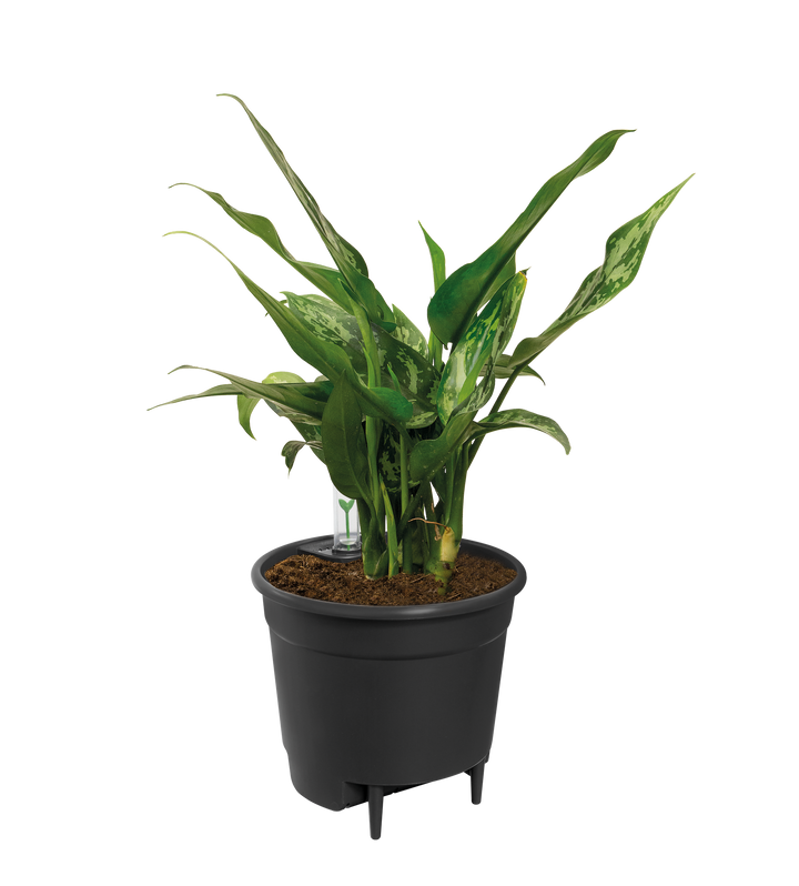 Self Watering Insert - 17 cm
