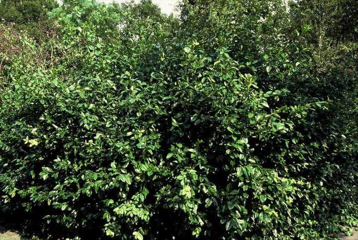24x Euonymus fort. 'Coloratus' - ↕10-25cm - Ø9cm