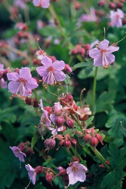 12x Geranium macrorrhizum - ↕10-25cm - Ø9cm