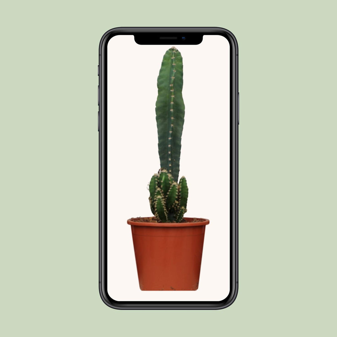 Cereus Peruvianus Florida - Ø17cm - ↕75cm