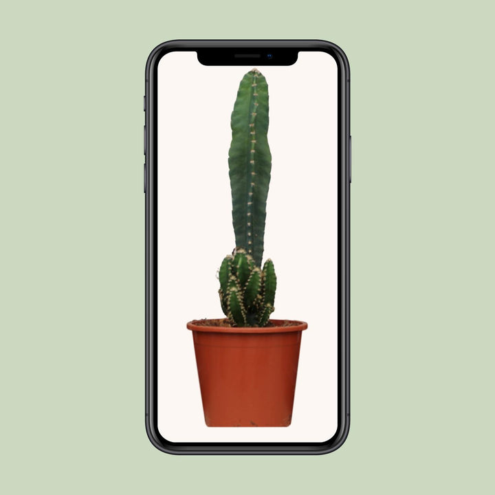 Cereus Peruvianus Florida - Ø17cm - ↕75cm