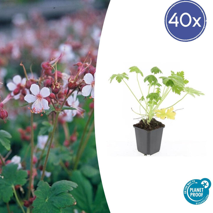 40x Geranium macr. 'Spessart' - ↕10-25cm - Ø9cm