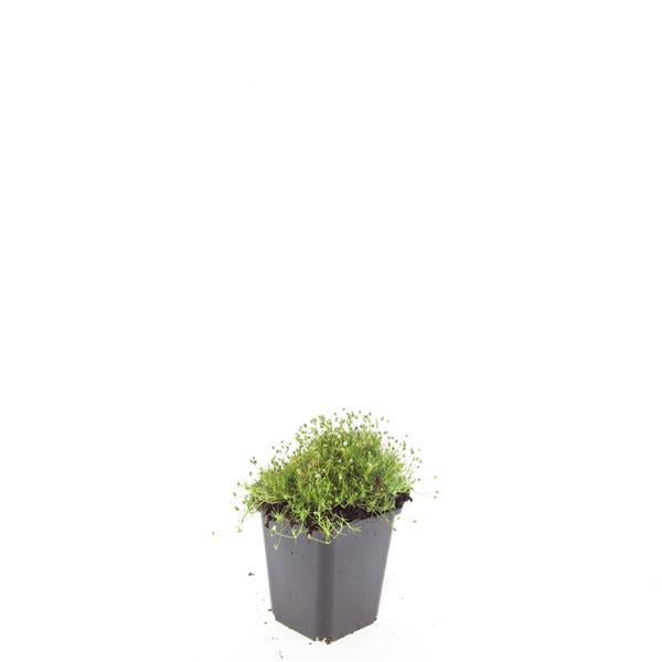 24x Sagina subulata - ↕10-25cm - Ø9cm