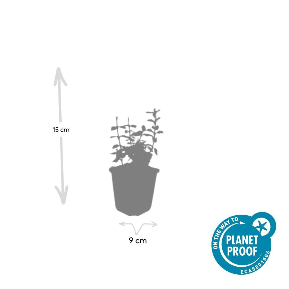 24x Euonymus fort. 'Harlequin' - ↕10-25cm - Ø9cm