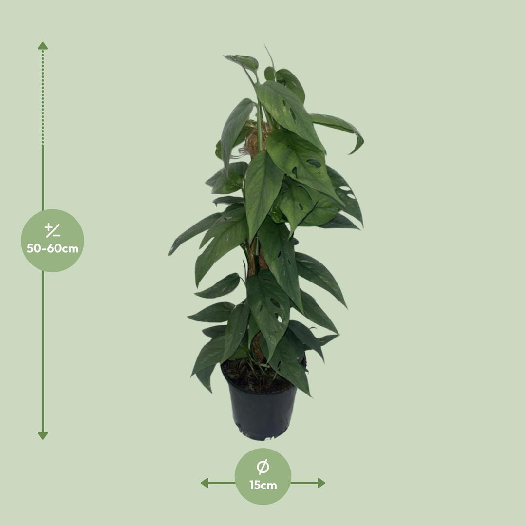 Epipremnum Cebu Blue mosstok - Ø15cm - ↕60cm