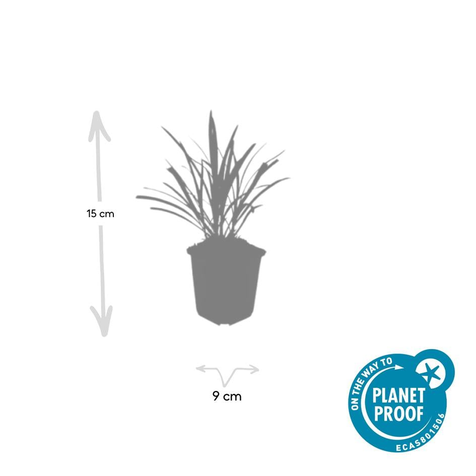 60x Liriope muscari 'Ingwersen' - ↕10-25cm - Ø9cm