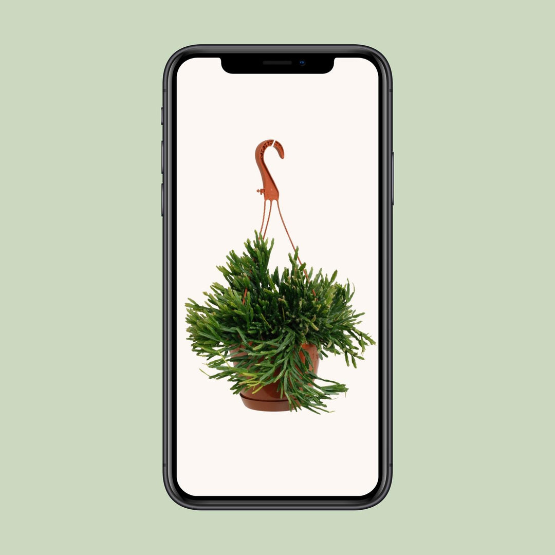 Rhipsalis Ewaldiana - Ø17cm - ↕45cm