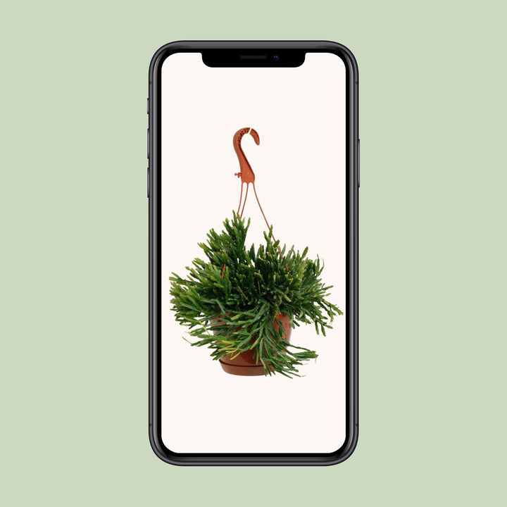Rhipsalis Ewaldiana - Ø17cm - ↕45cm