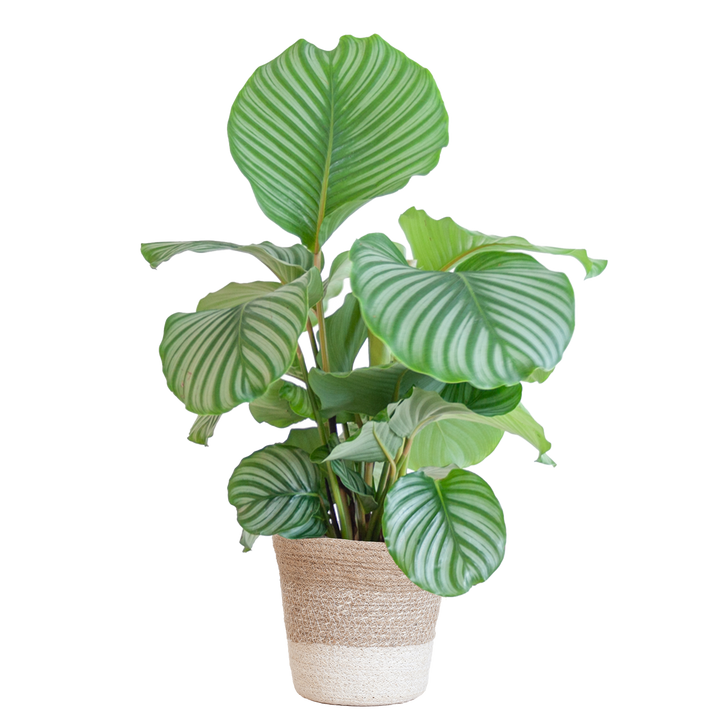 Calathea Orbifolia met Lissabon mand wit - 65cm - Ø19