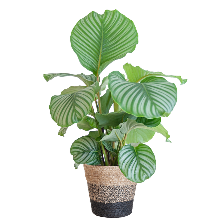 Calathea Orbifolia met Lissabon mand zwart - 65cm - Ø21