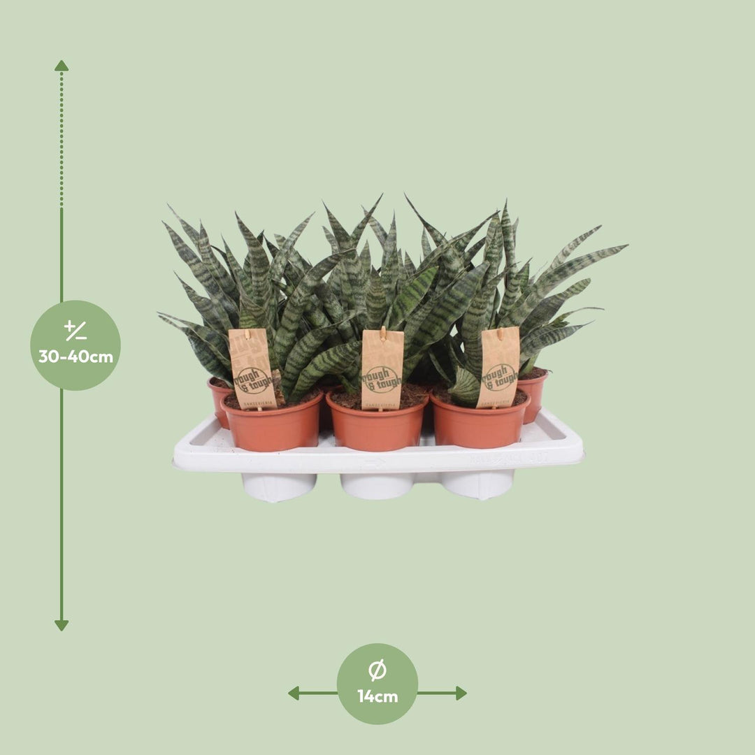 Sansevieria Diamond Green - Ø14cm - ↕40cm