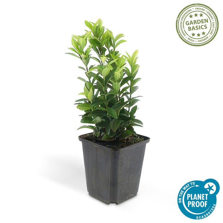 24x Euonymus jap. Green Spire - ↕10-25cm - Ø9cm