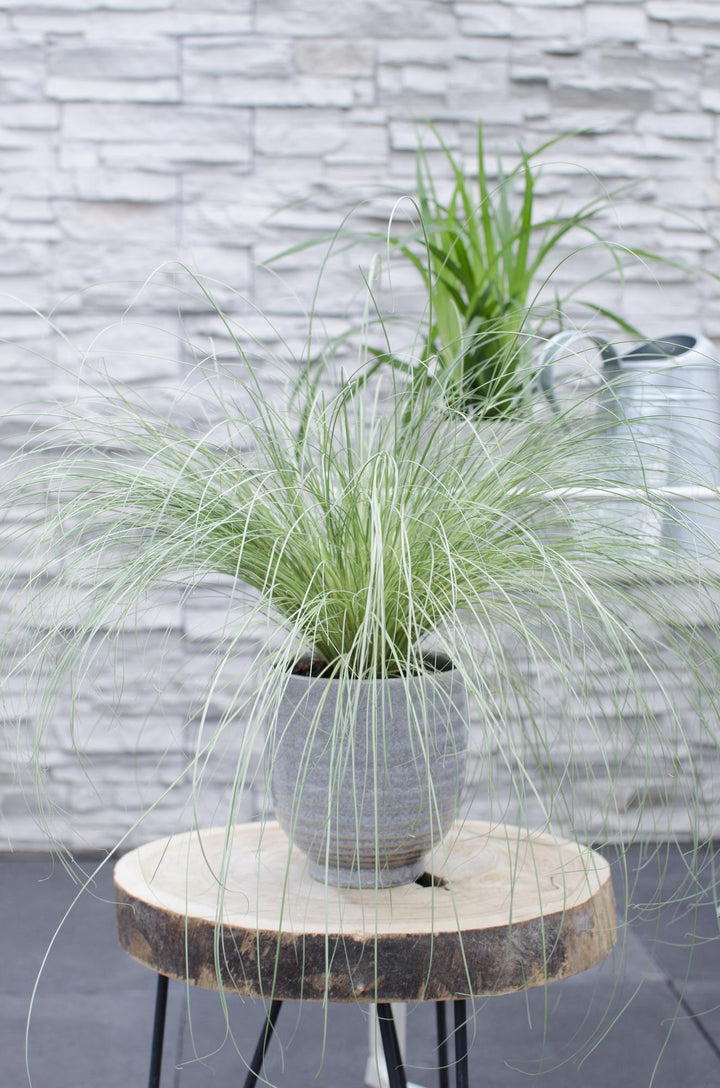 3x - Carex comans 'Frosted Curls' - ↨30cm - Ø14