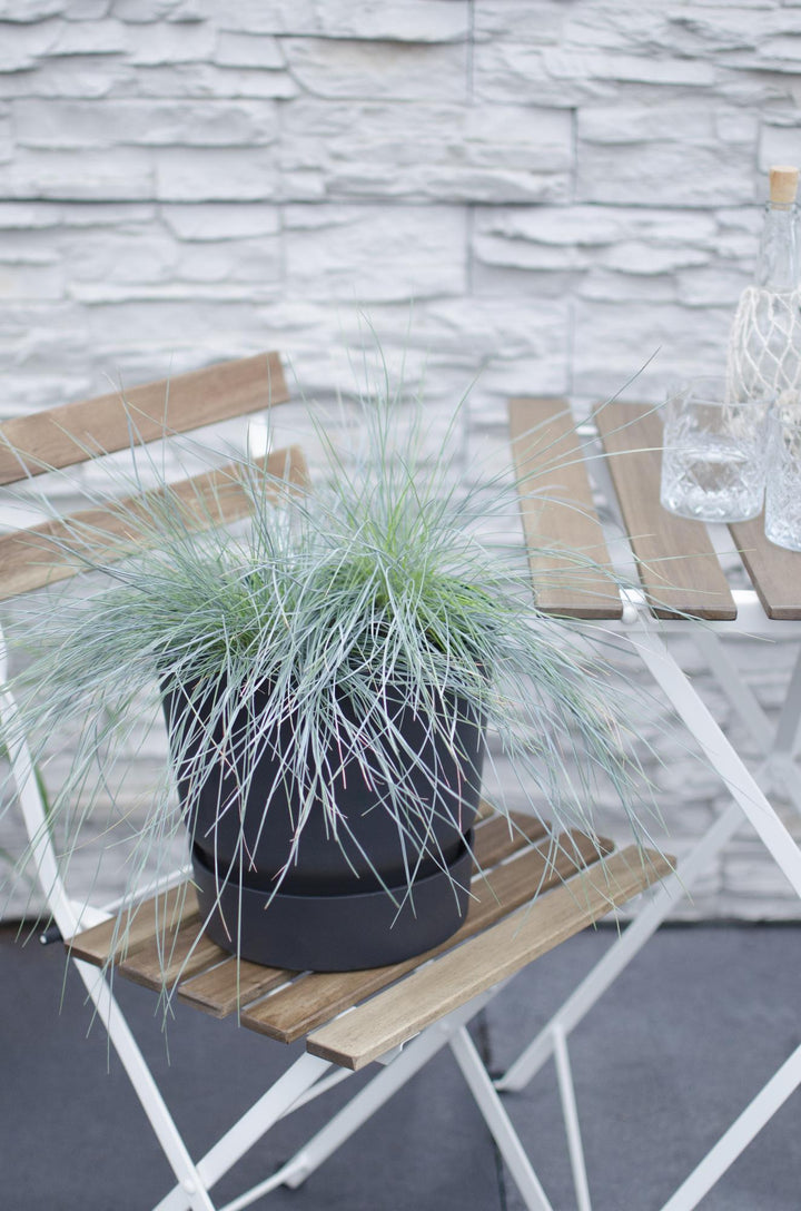 Festuca glauca Azura Blue - Ø19cm - ↕40cm - Ø19 - ↨40cm