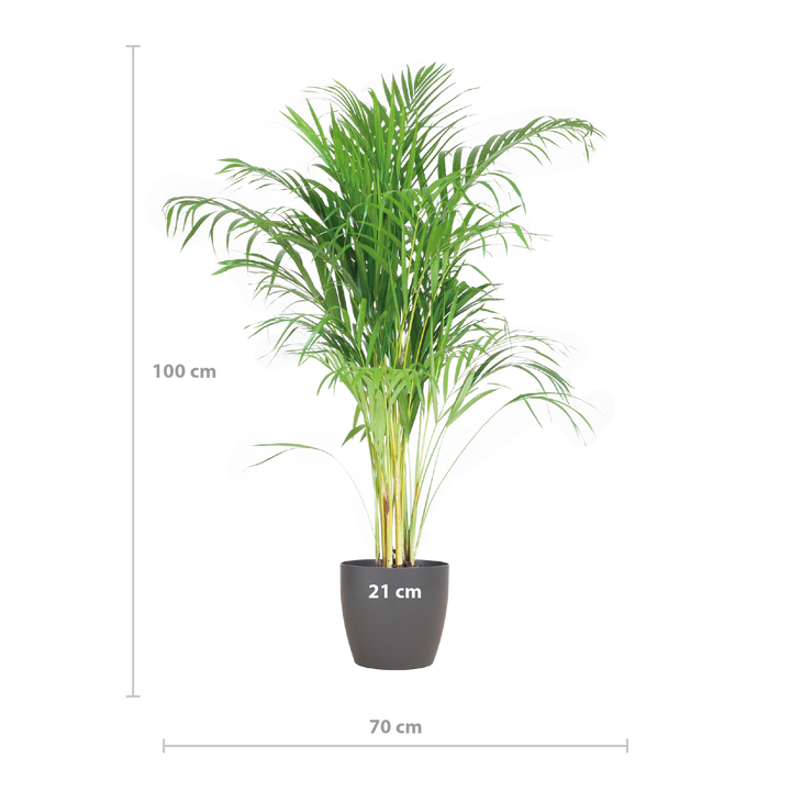 Areca Palm (Dypsis) mit Viber Grijs - 100cm - Ø21