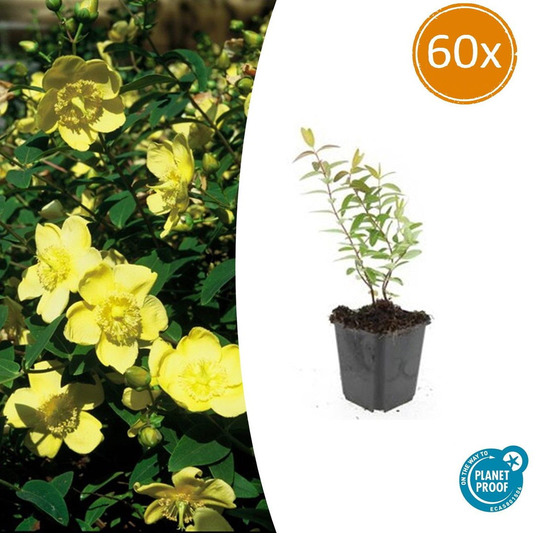 60x Hypericum 'Hidcote' - ↕10-25cm - Ø9cm