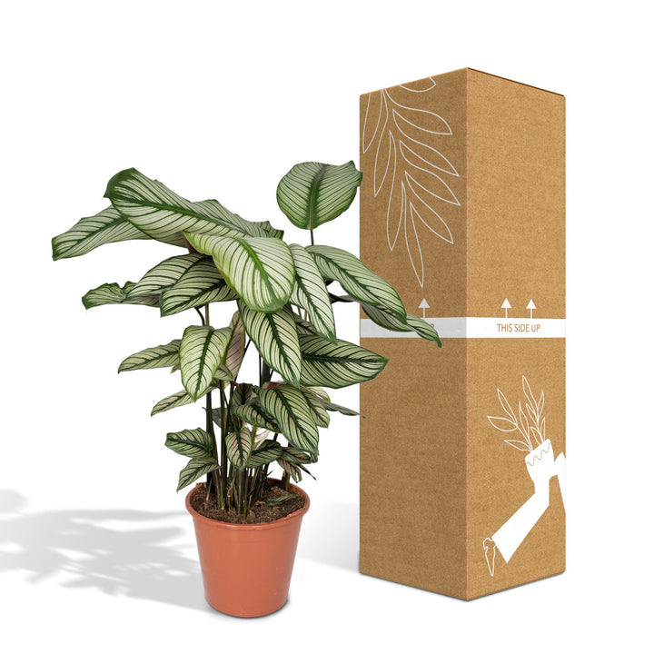 Calathea Whitestar - Pauwenplant - Ø19cm - ↕50cm