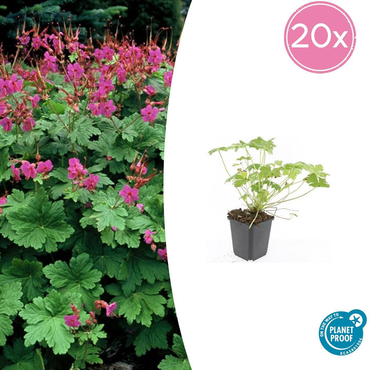 20x Geranium macr. 'Czakor' - ↕10-25cm - Ø9cm