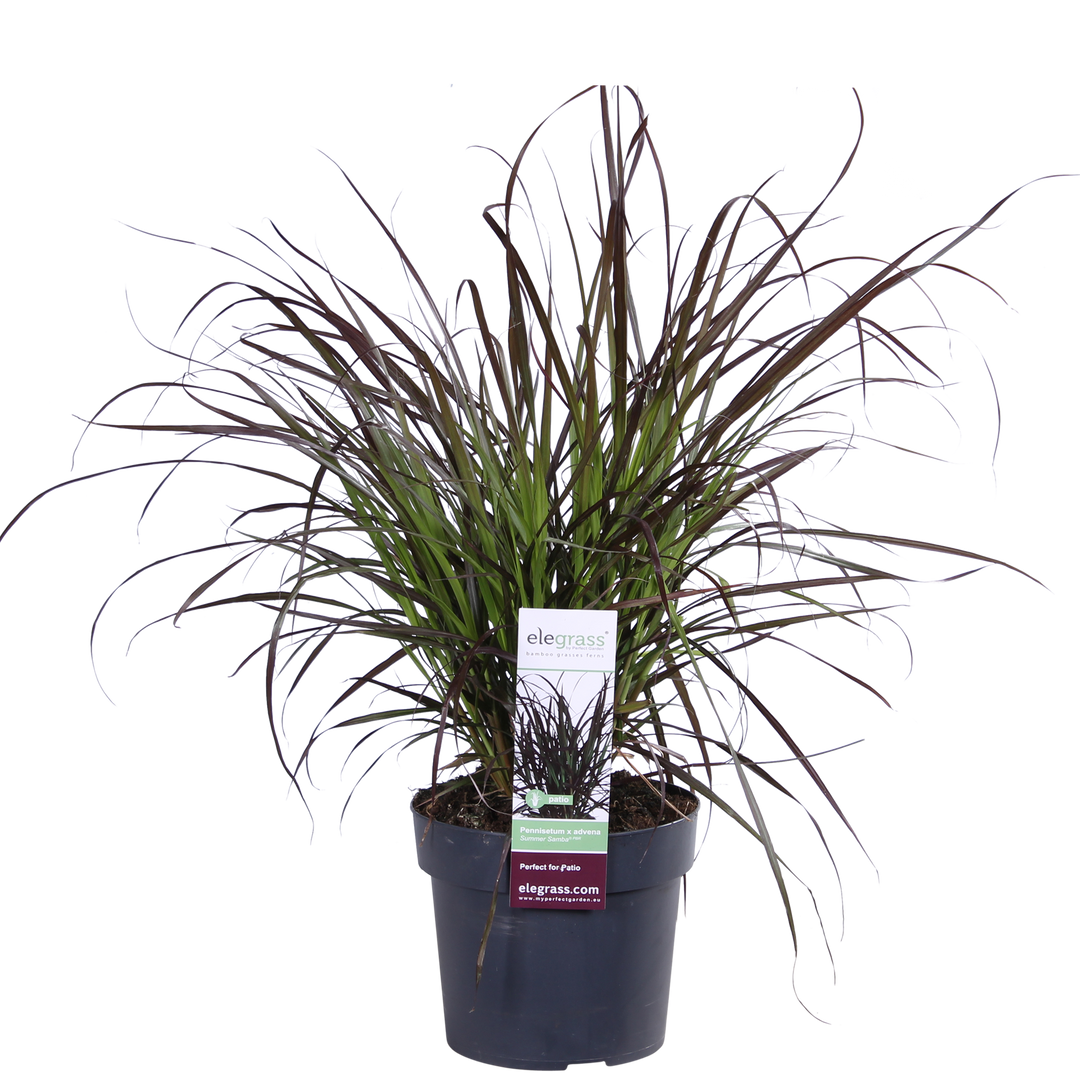 Pennisetum x advena 'Summer Samba' - Ø19cm - ↕50cm
