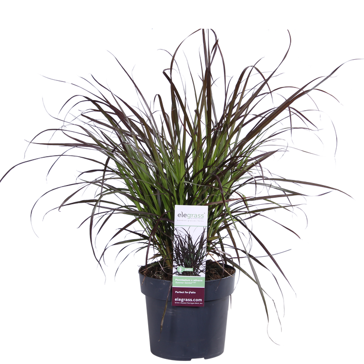 Pennisetum x advena 'Summer Samba' - Ø19cm - ↕50cm