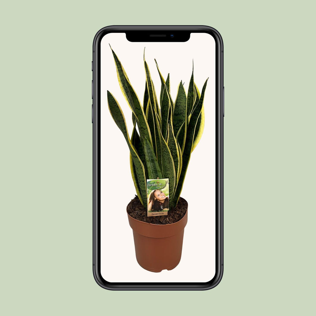 Sansevieria Trifasciata Laurentii - Ø21cm - ↕60cm