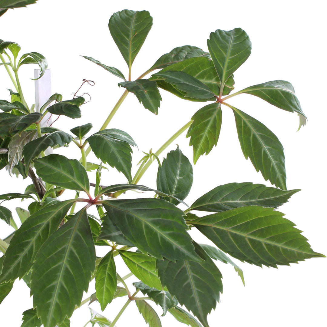 Parthenocissus henryana - Chinese Wilde Wingerd - Ø15cm - ↕65cm
