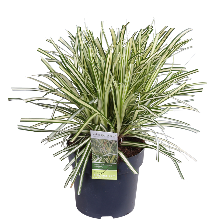 3x - Carex hachijoensis 'Evergold' - ↨30cm - Ø14