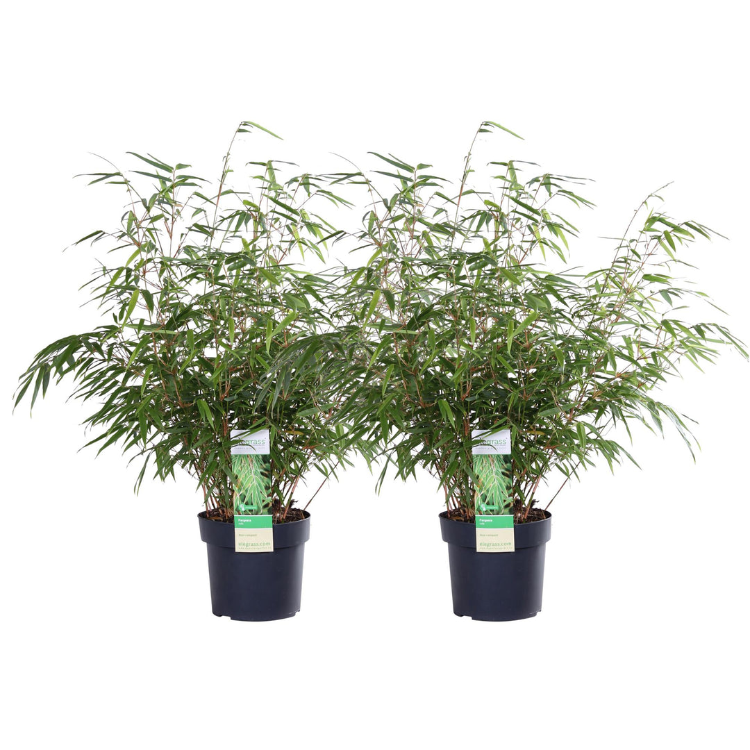 2x Fargesia rufa - ↨60cm - Ø19
