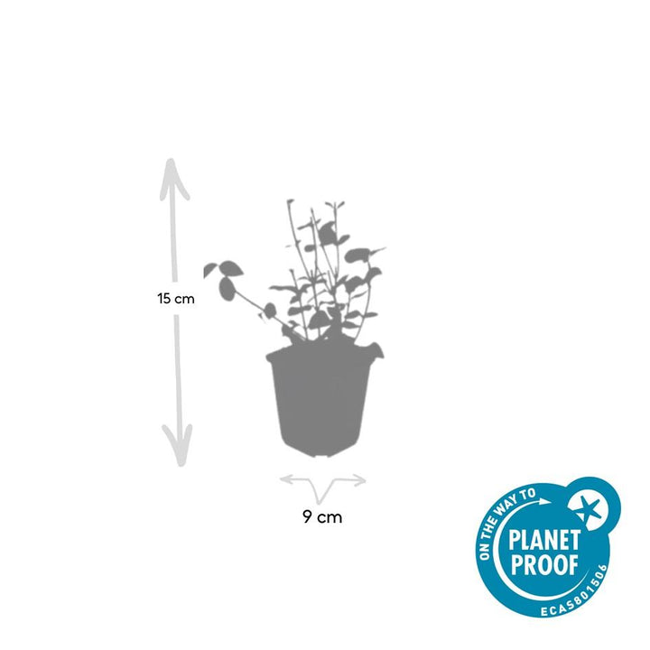 24x Euonymus fort. 'Coloratus' - ↕10-25cm - Ø9cm