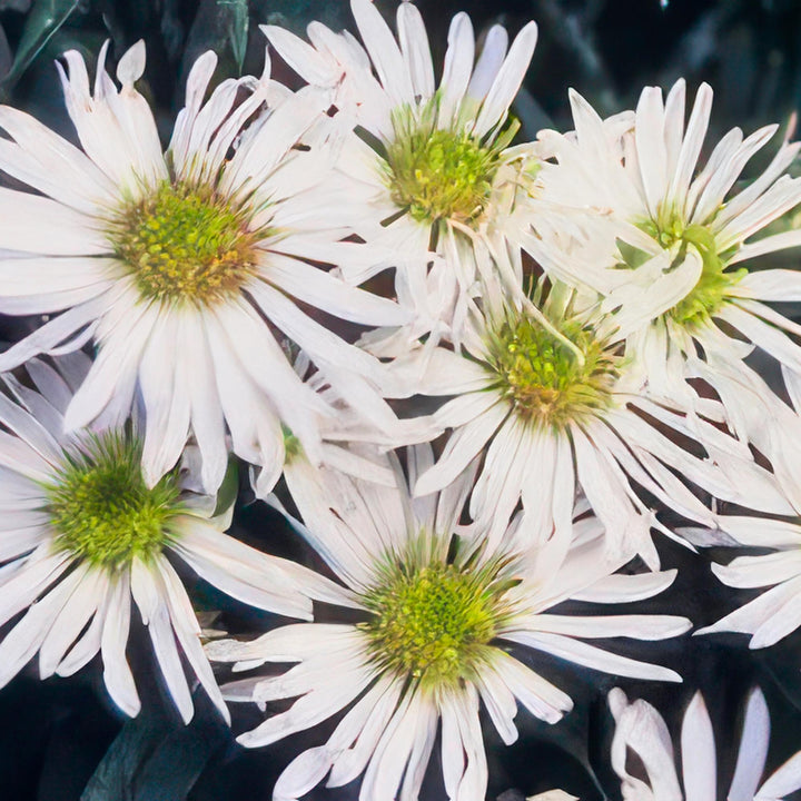 24x Aster ageratoides 'Ashvi' - ↕10-25cm - Ø9cm