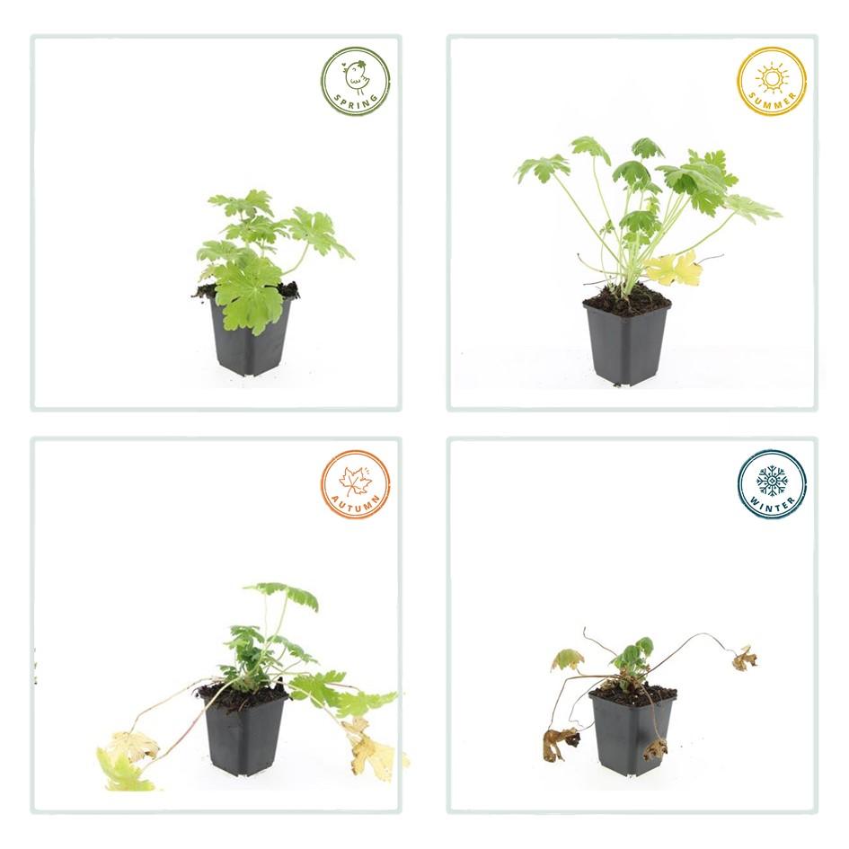 12x Geranium macr. 'Spessart' - ↕10-25cm - Ø9cm