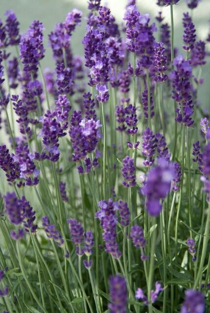24x Lavandula ang. 'Dwarf Blue' - ↕10-25cm - Ø9cm