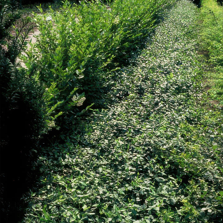 24x Euonymus fortunei radicans - ↕10-25cm - Ø9cm