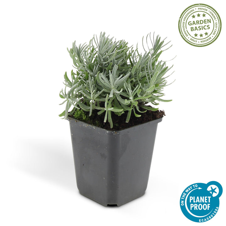24x Lavandula 'Hidcote' - ↕10-25cm - Ø9cm