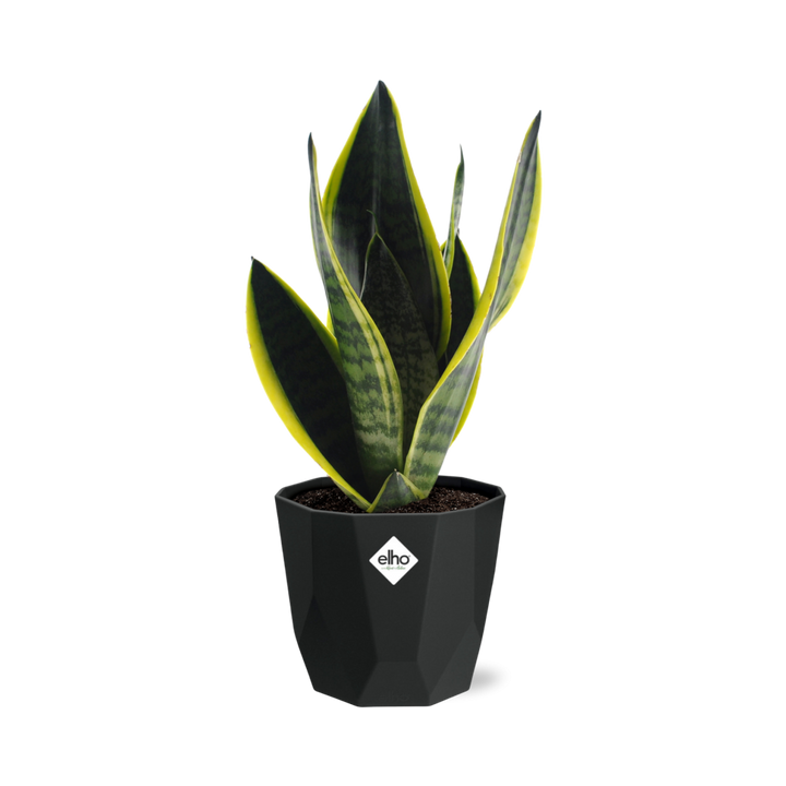 Sansevieria Futura Superba in 14cm b.for rock living black