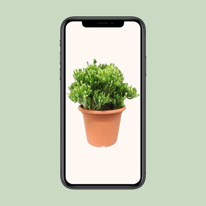 Crassula Hobbit - Ø23cm - ↕35cm