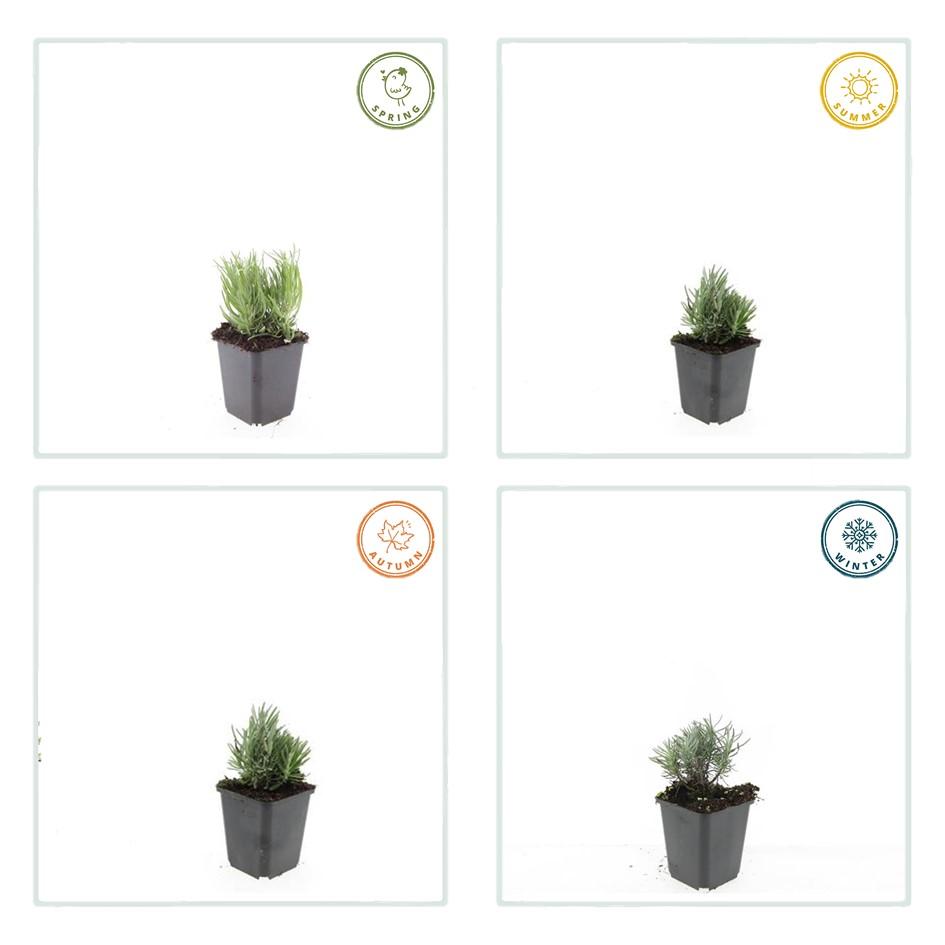 24x Lavandula ang. 'Dwarf Blue' - ↕10-25cm - Ø9cm