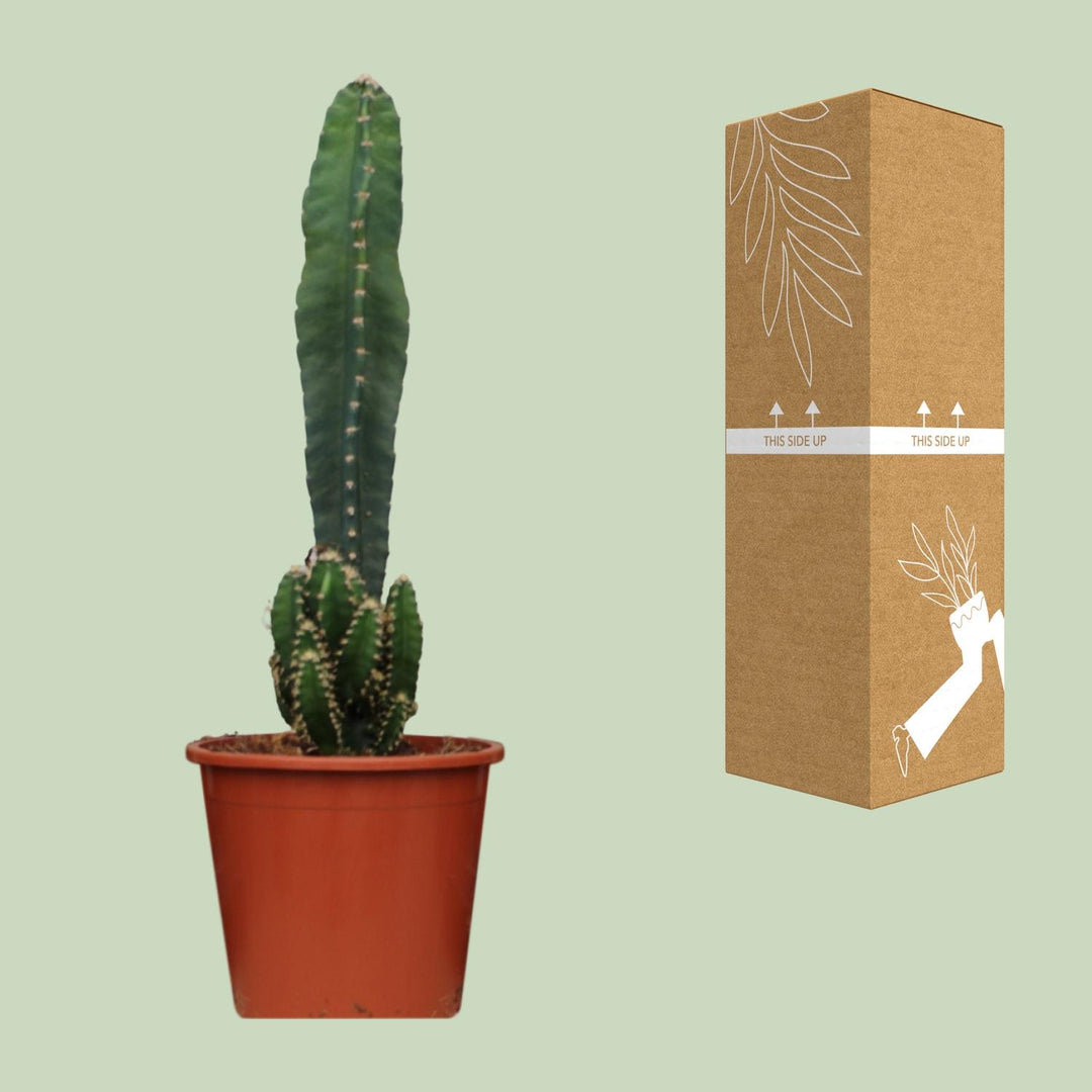 Cereus Peruvianus Florida - Ø17cm - ↕75cm