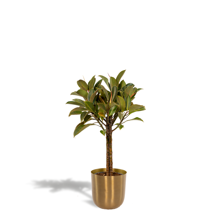 Ficus elastica Melany stam - ↨90cm - Ø21cm + Pot Mayk Gold
